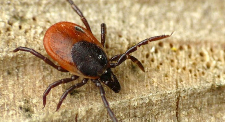 В Коми с начала сезона клещи укусили 300 детей