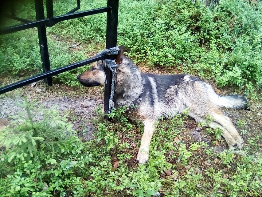 Сыктывкарцы о жестокой расправе с собакой на кладбище: «Ничего человеческого не осталось»