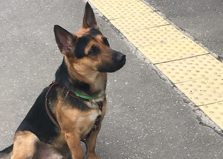 Сыктывкарцы помогли псу из Салехарда вернуться домой