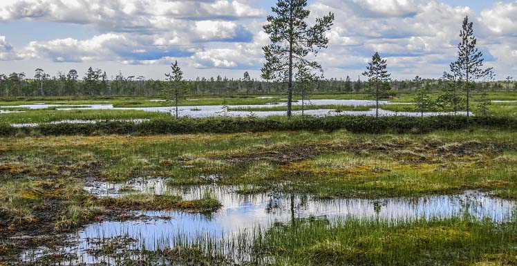 Появилась версия, кому принадлежала голова, которую нашли собаки в коми поселке