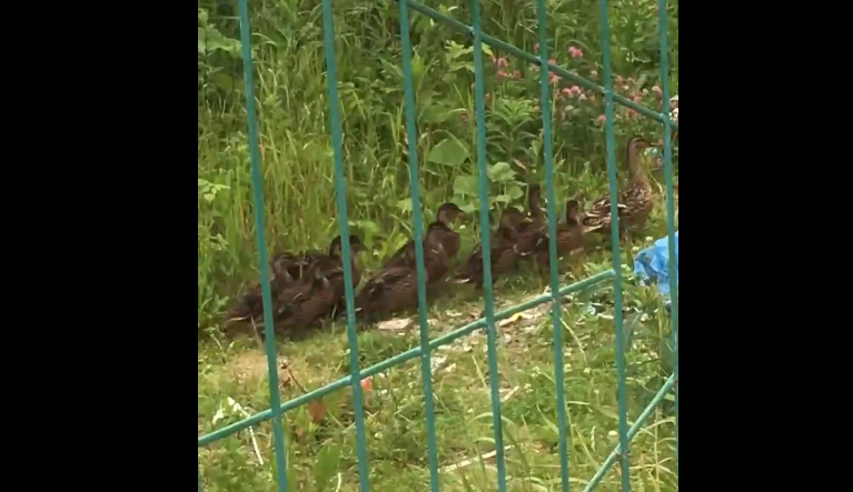 По Сыктывкару гулял утиный «отряд» (видео)