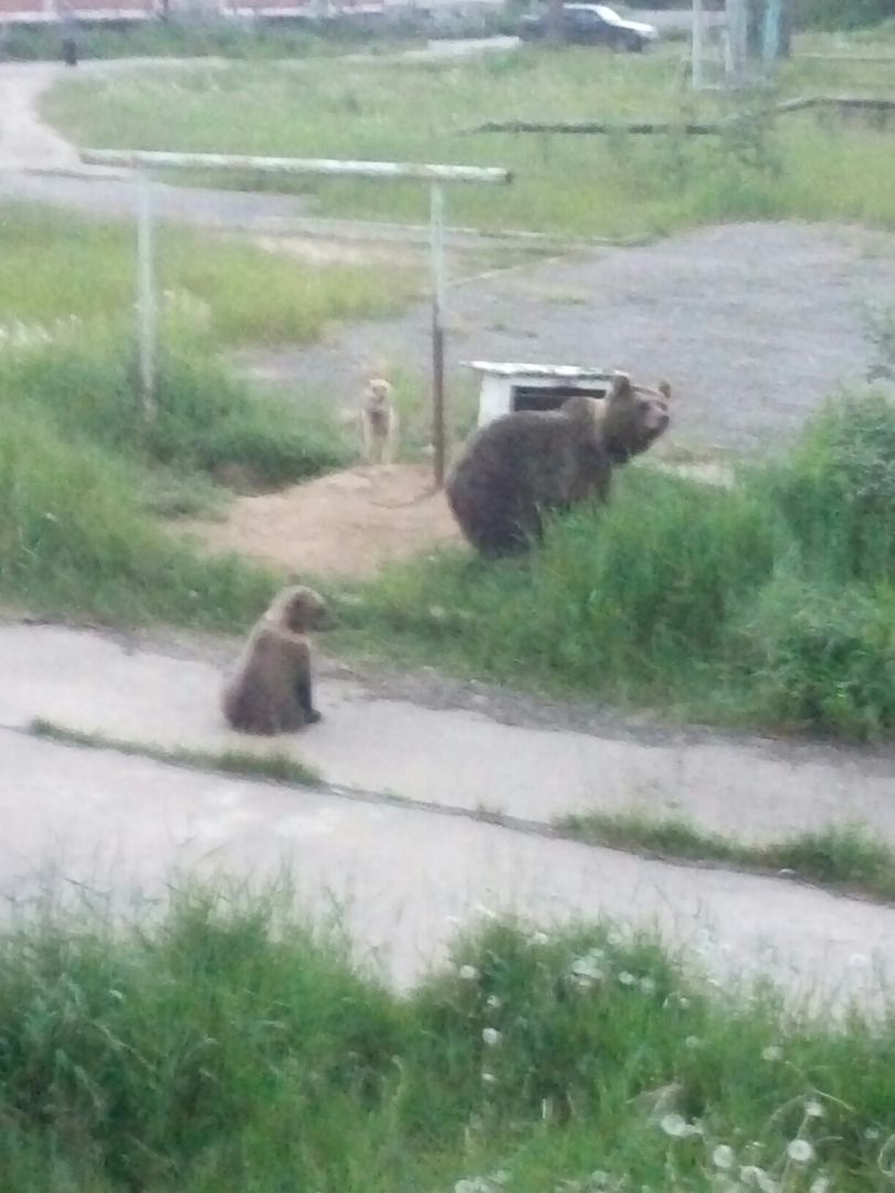 В коми поселке привязанная собака осталась один на один с огромным медведем (фото)