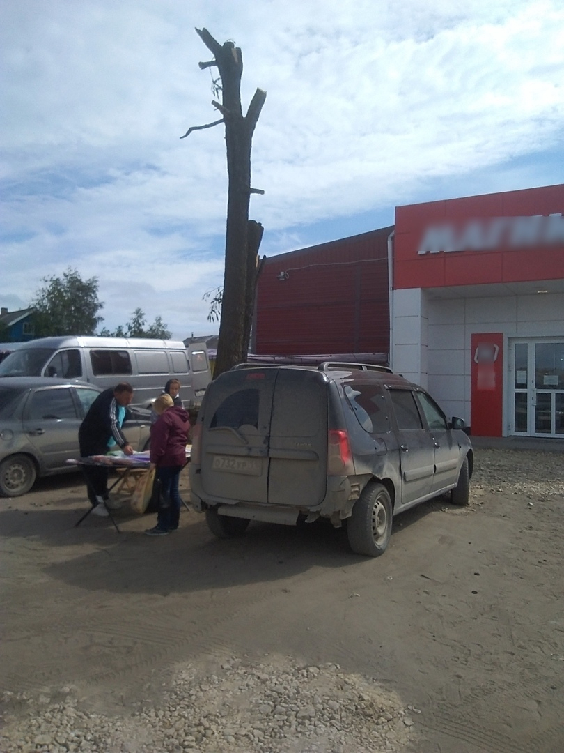 «Беспредел!»: в Коми изуродовали многовековое дерево у старинной могилы