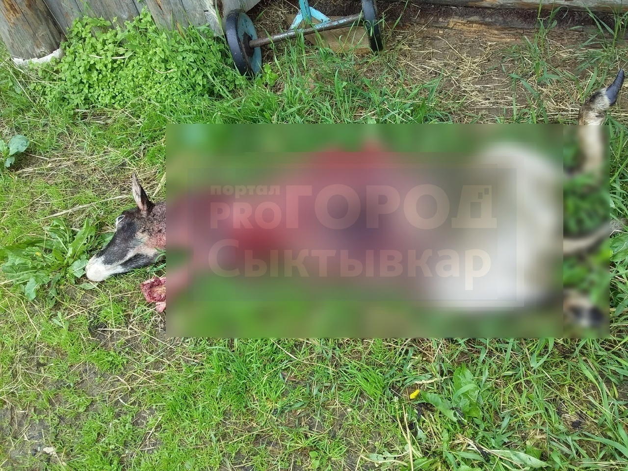 Медведь, который хозяйничает в коми поселке разорвал овцу (фото 16+)