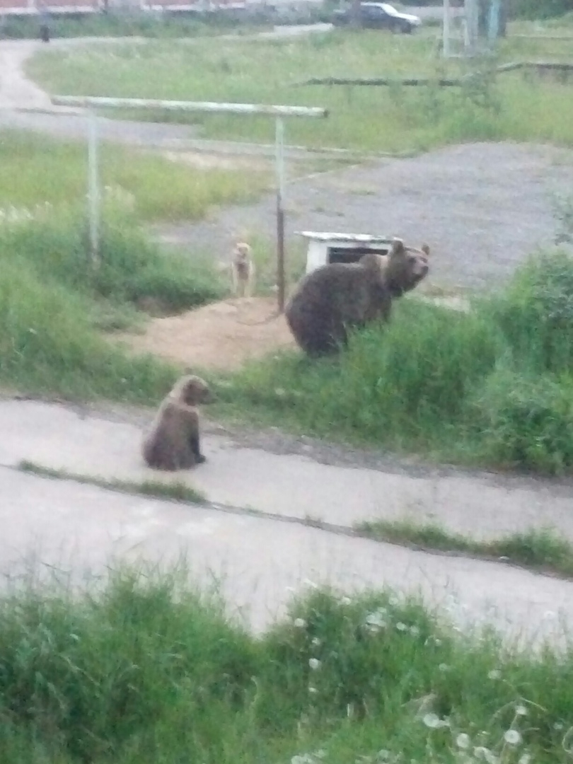 Выяснилась судьба собаки, которая осталась один на один с огромным медведем в Коми