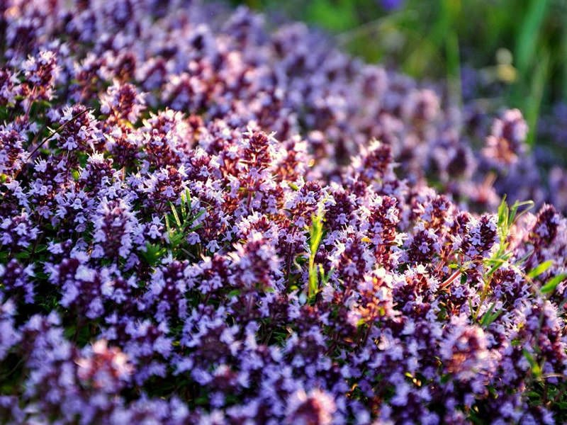 Ученые узнали, какой травой можно излечить полсотни болезней