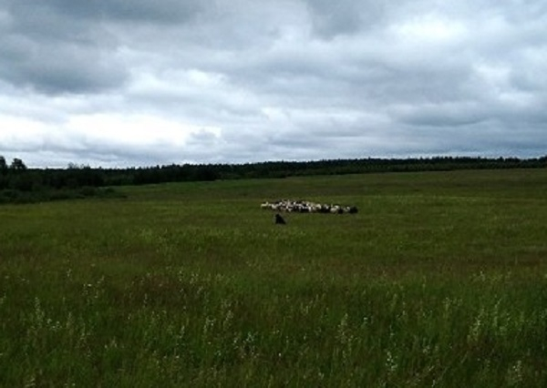 Приказано уничтожить: медведя, который растерзал овцу в коми поселке, застрелят