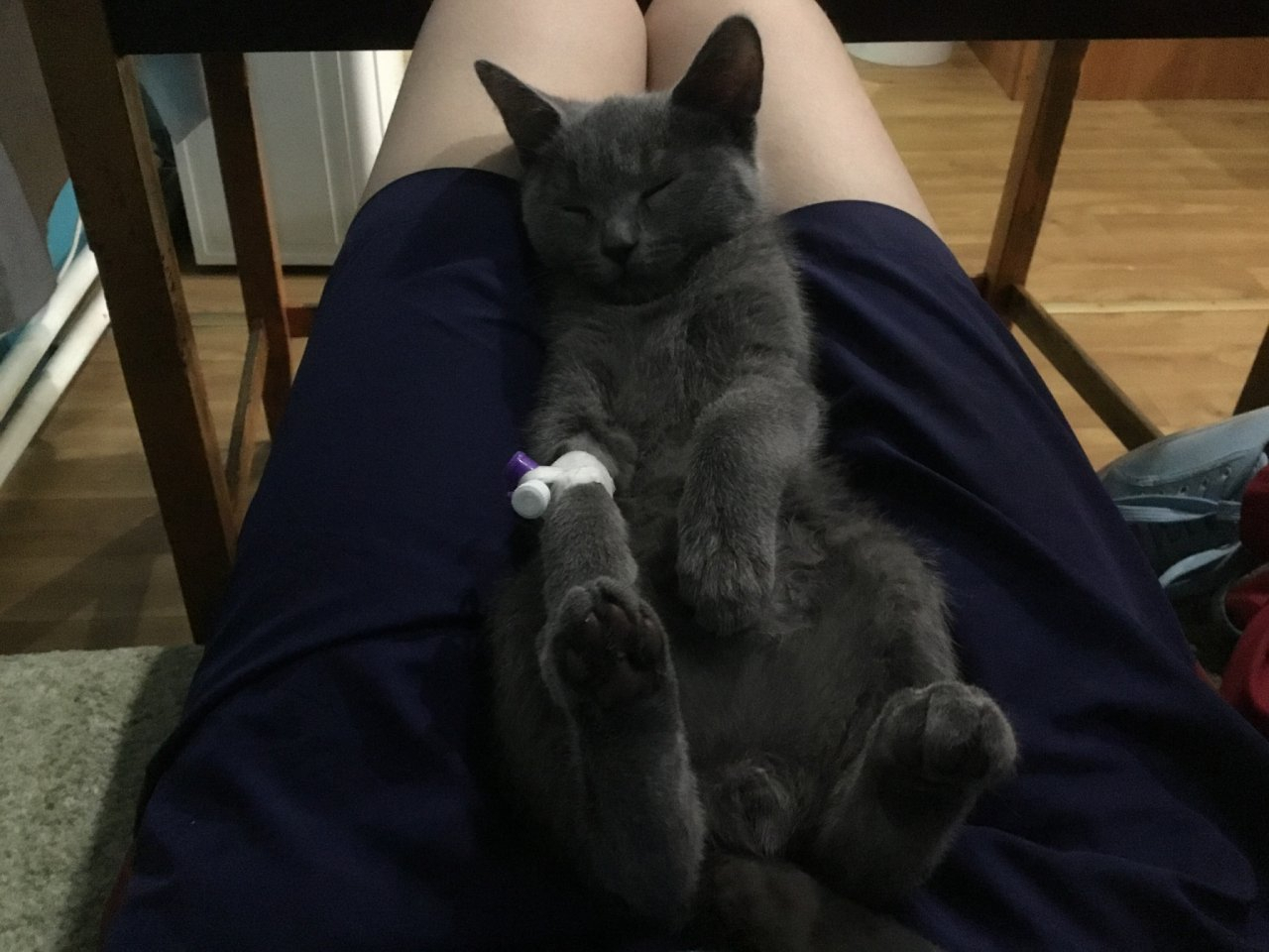 «Мы постирали кота»: сыктывкарские ветеринары всю ночь откачивали животное