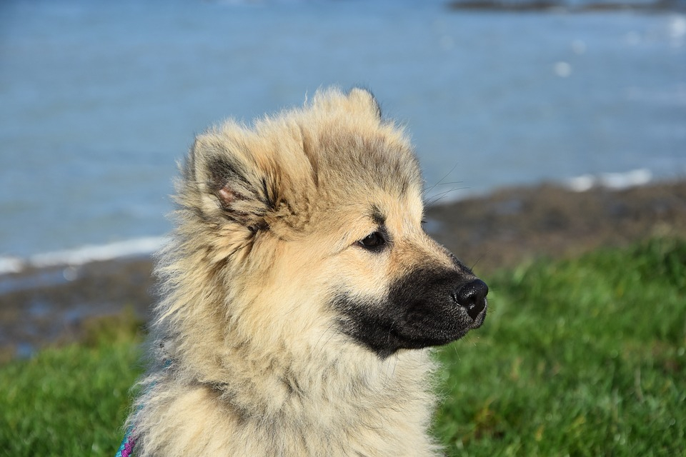 Житель Коми, который выбросил собаку из окна, получил наказание