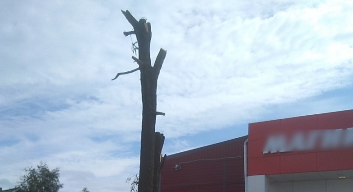 «В следующий раз срубим под корень»: выяснилось, зачем изуродовали древнее дерево в одном из районов Коми