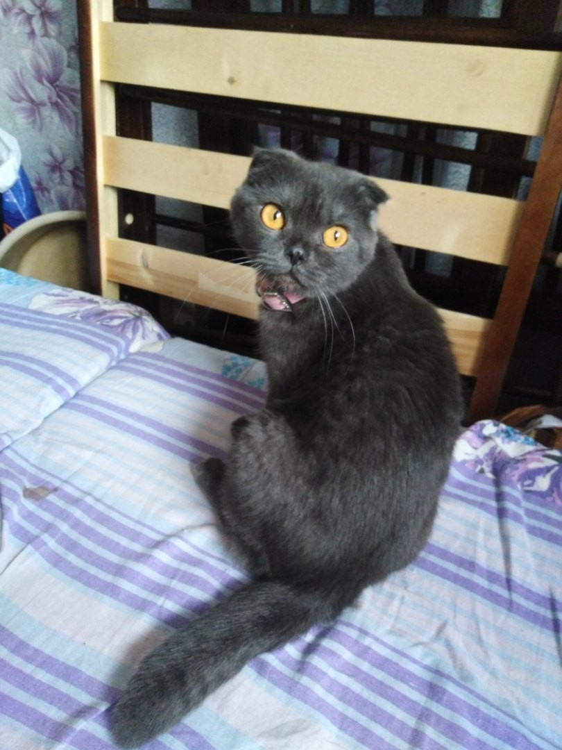 Сыктывкарцы о кошке, которую бросили из-за переезда: «Это вам игрушка что ли?»