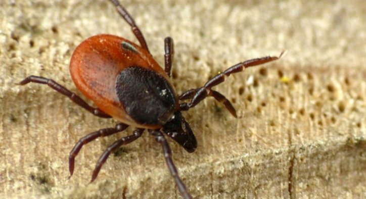 Ученые нашли в клещах новую опасную болезнь