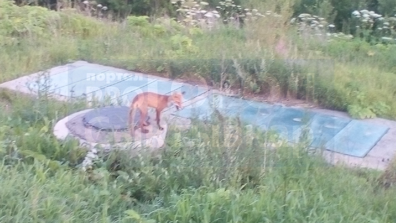 За торговым центром в Сыктывкаре лиса охотилась на мышей (фото)