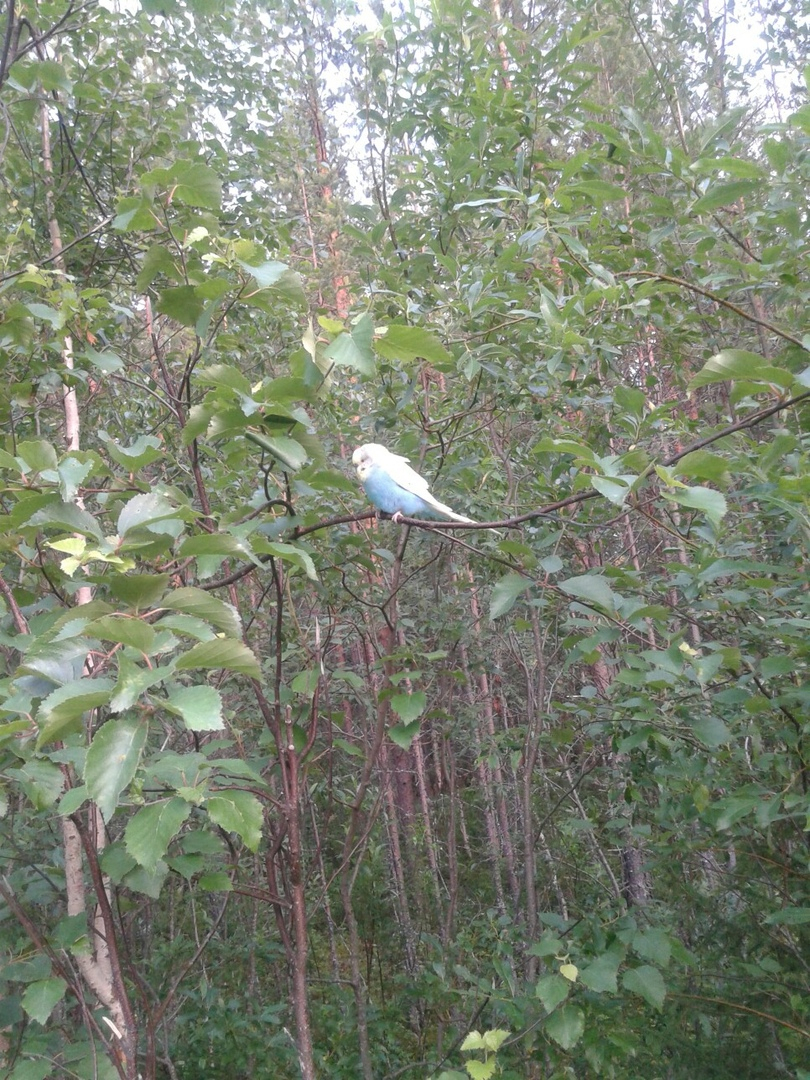 Жители одного из сел Коми устроили «охоту» на попугая (фото)