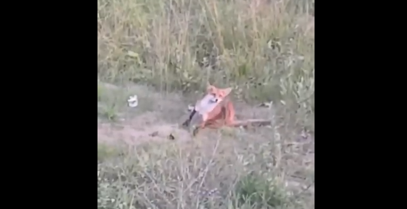 Сыктывкарцы сняли видео с тощей лисой, которая охотилась на мышей за торговым центром