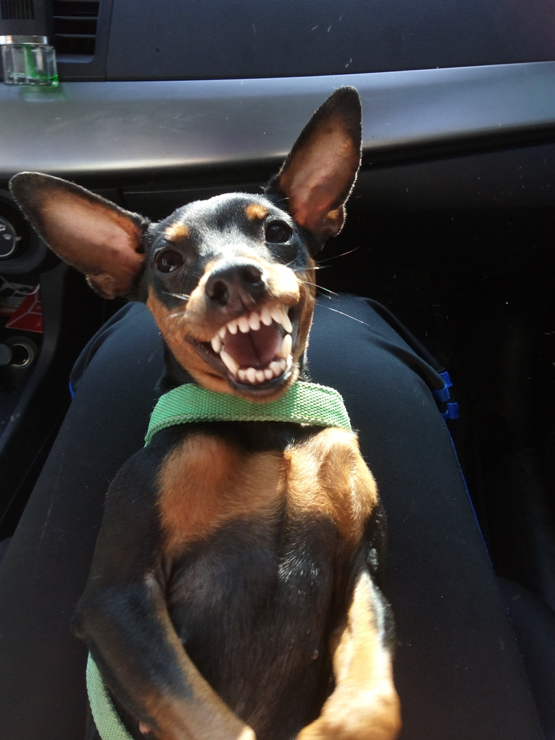 Собаку, которая пропала после страшной аварии с «пятеркой» в Сыктывкаре, нашли