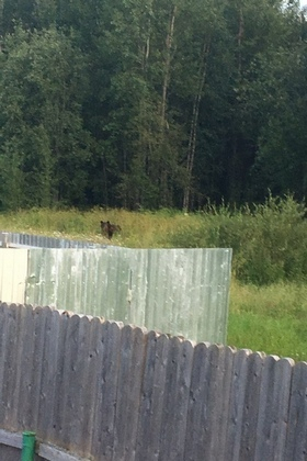 «Перегрызут всю деревню»: на окраинах поселка в Коми рыщет медведь (фото)