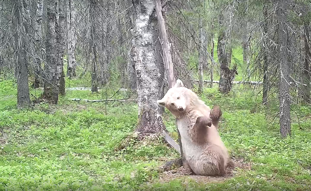 В Коми сняли на камеру медведя, который зажигательно танцевал возле дерева