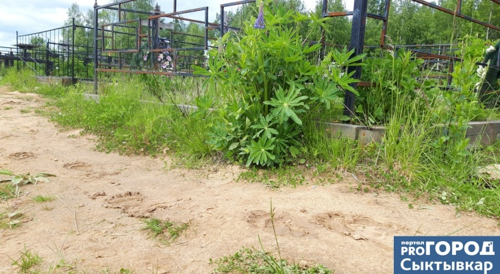 Сыктывкарка: «По затонскому кладбищу ходит медведь»