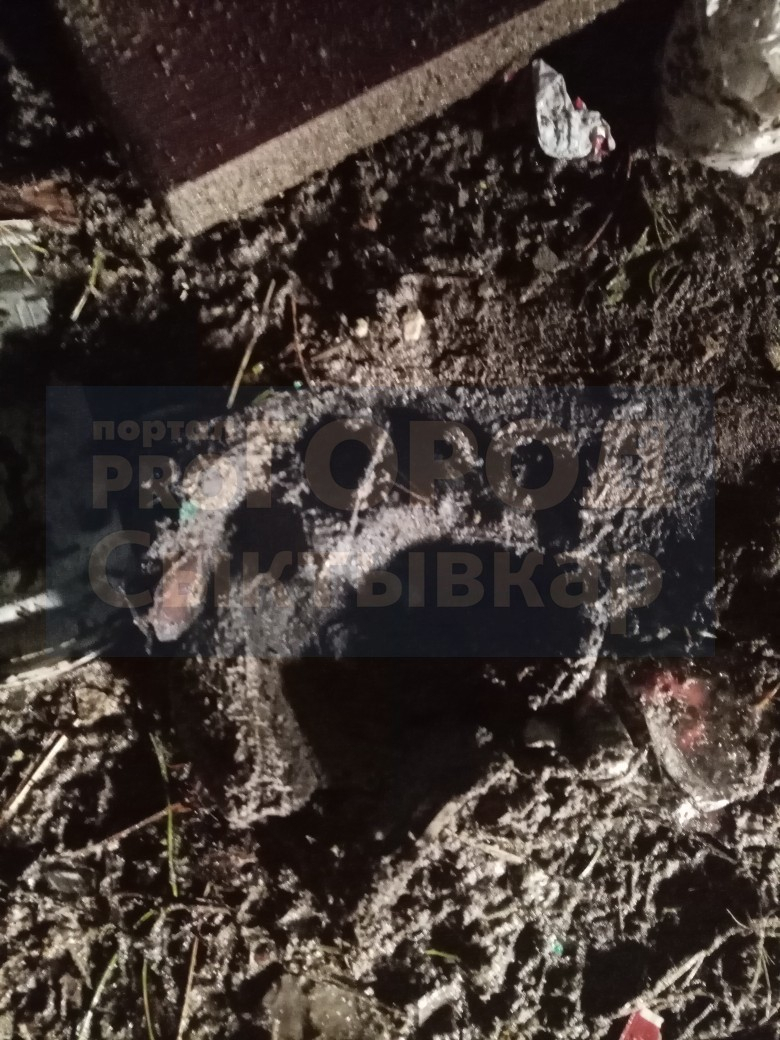 Появились фото следов медведя, который разгуливал по кладбищу в Сыктывкаре