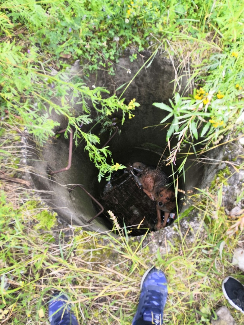 В Коми неизвестные оставили двух собак умирать в заброшенном колодце (фото)
