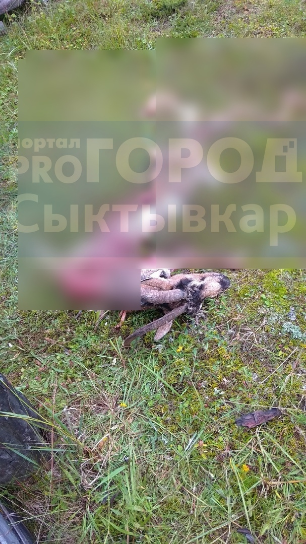 В поселке, где убили медведя, который таскал овец, разорвали козу (фото)