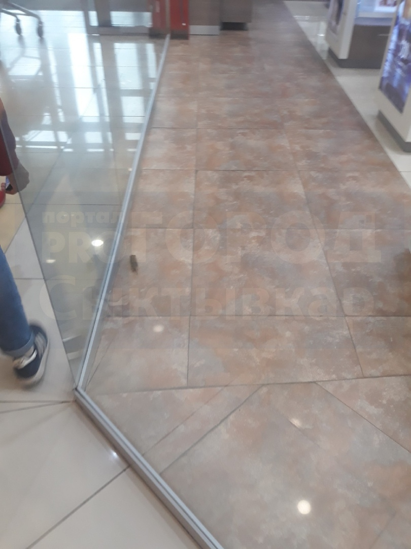 По магазину косметики в крупном сыктывкарском ТРЦ бегала мышь (фото, видео)