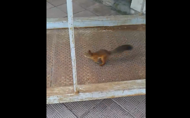 Милое видео дня: в центре Сыктывкара заметили озорную белку