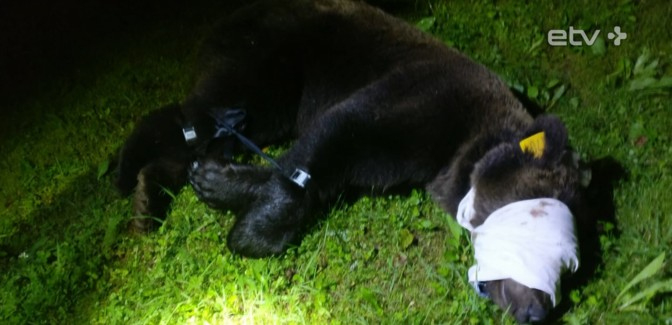 Стало известно, почему медведя из Эстонии хотят выпустить именно в Коми