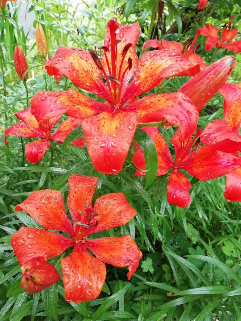 Фото дня: алые лилии в каплях дождя в Сыктывкаре