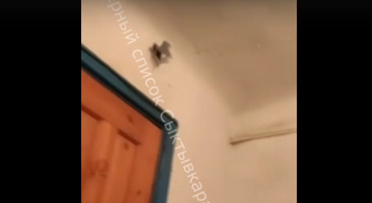 В Сыктывкаре по подъезду бешено носилась летучая мышь (видео)