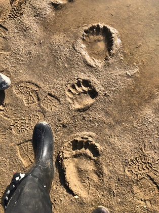 В одном из райцентров Коми медведь гуляет в 500 метрах от школы