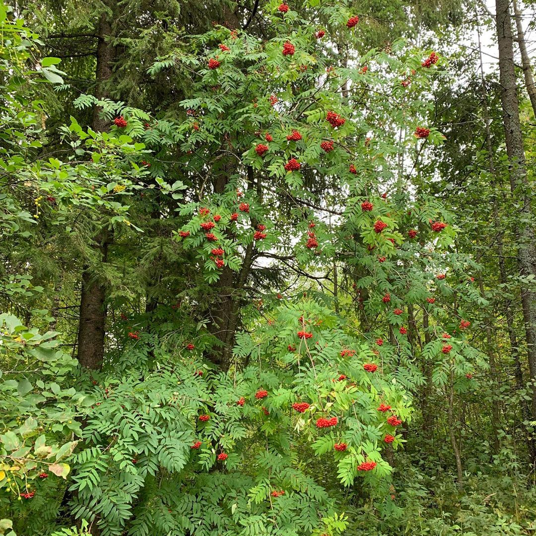 Фото дня в Сыктывкаре: яркие краски уходящего лета