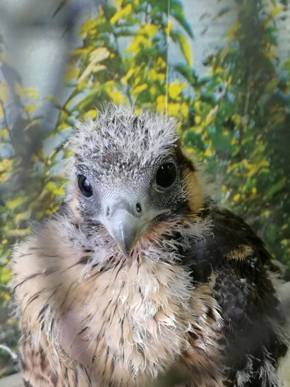 В Коми у пассажира поезда отобрали птиц из Красной книги