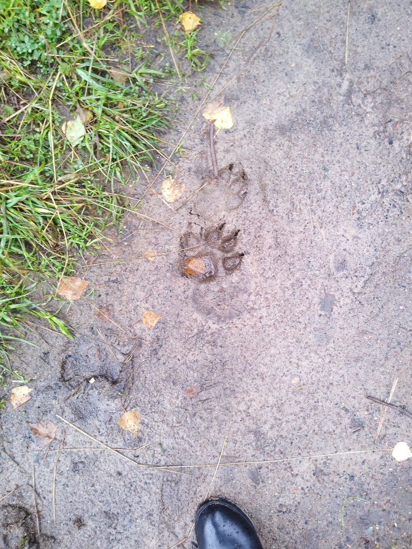 Волки из Едвы, где загрызли девочку, бегут в соседний поселок Коми