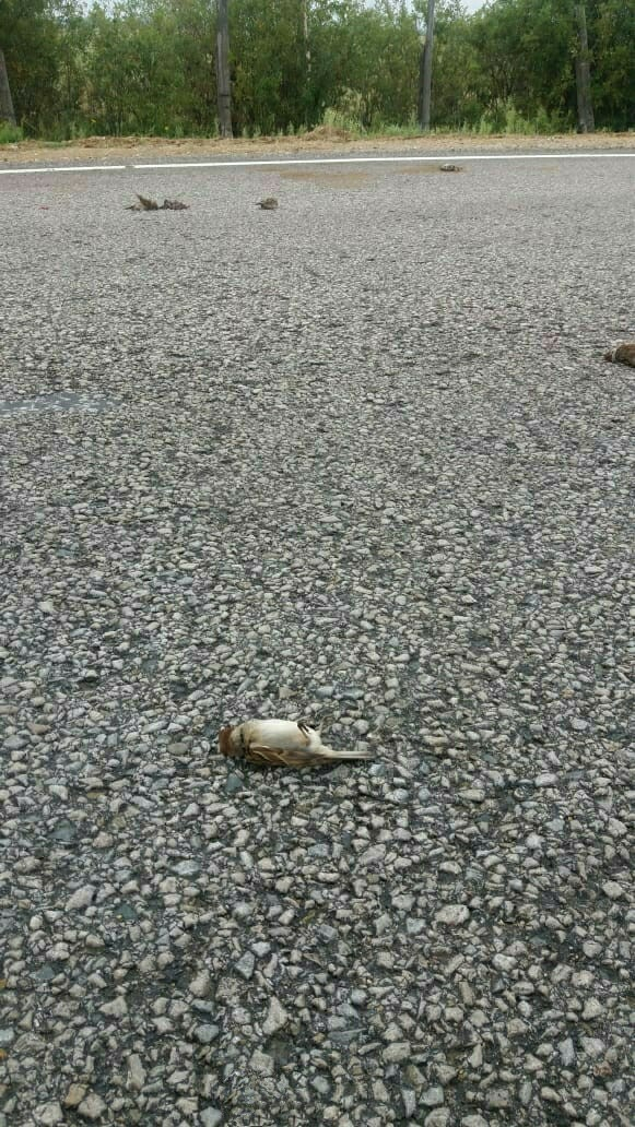 В Коми обнаружили целую стаю мертвых птиц (фото)