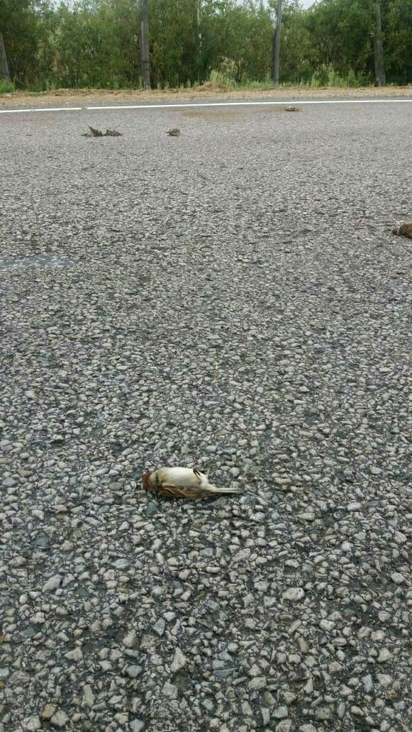 Жители Коми о стае мертвых птиц в одном из районов: «Знамение апокалипсиса»