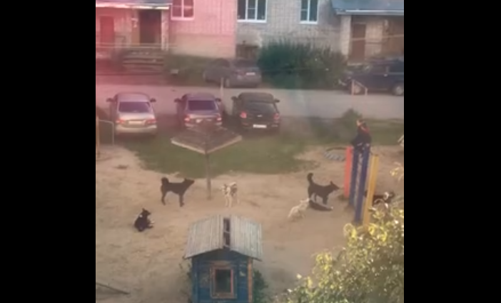 В Коми собаки захватили песочницу и загнали детей на турник (видео)