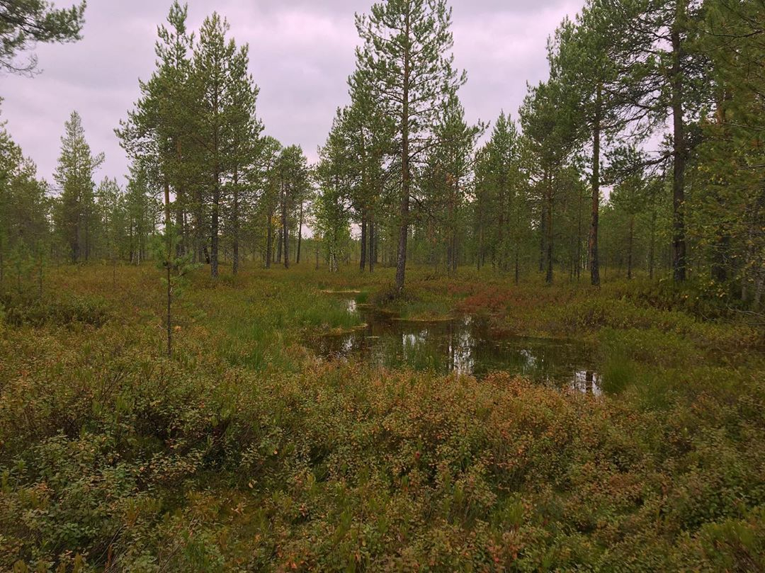 Фото дня в Сыктывкаре: последние дни лета в сосновом лесу