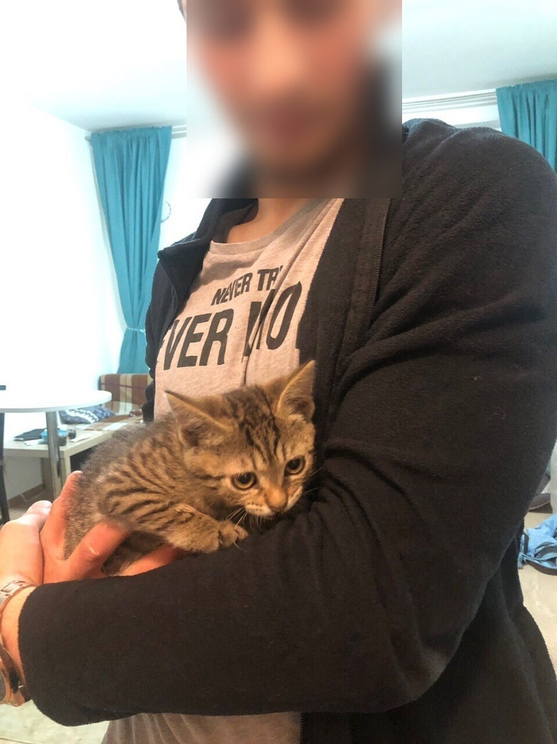 Зоозащитники из Питера ищут жителя Коми, который похищает котят