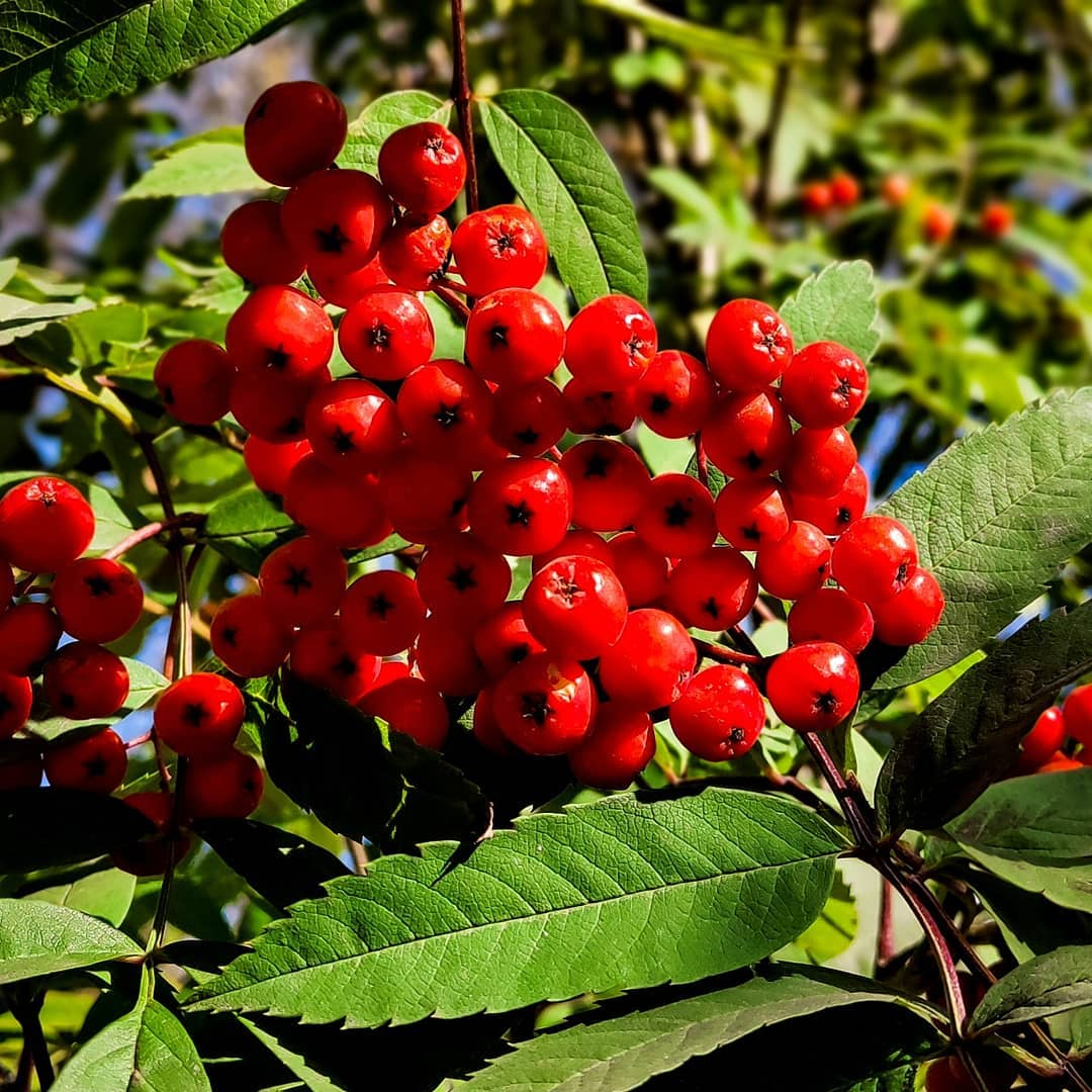 Фото дня в Сыктывкаре: алая рябина в свете осеннего солнца