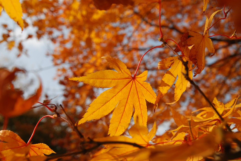 Погода в Сыктывкаре на 7 сентября: все еще тепло, но немного пасмурно