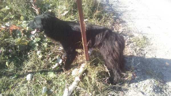 Сыктывкарцы о тех, кто привязал собаку к столбу проволокой: «Не понимаю, как они в голове это продумывают»