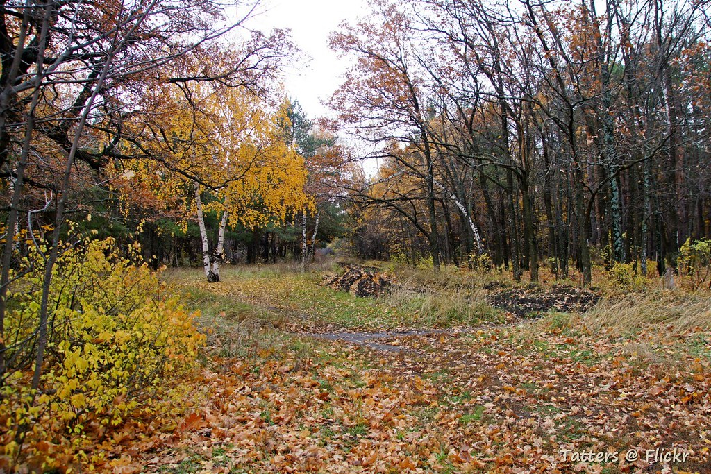Синоптики рассказали, будет ли теплой вторая неделя сентября в Коми