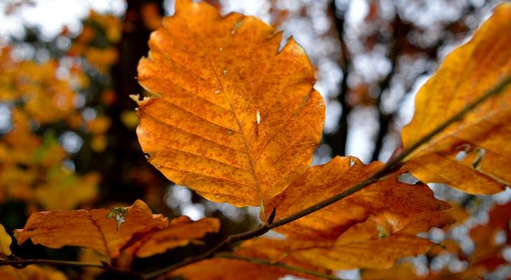 Погода в Сыктывкаре на 9 сентября: облачно, сухо и безветренно