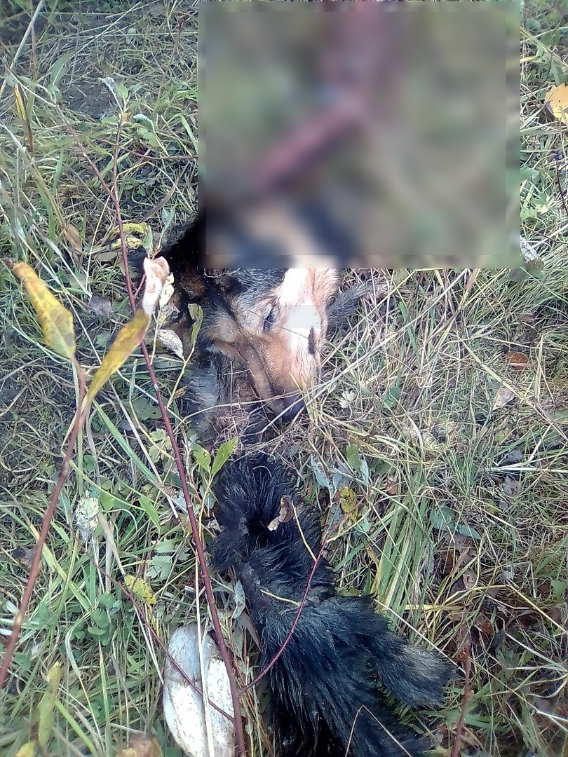 В Сыктывкаре звери в клочья разорвали собаку (фото 16+)