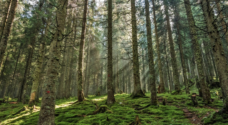 В Сыктывкаре искали маленьких детей, которые ушли в лес и исчезли