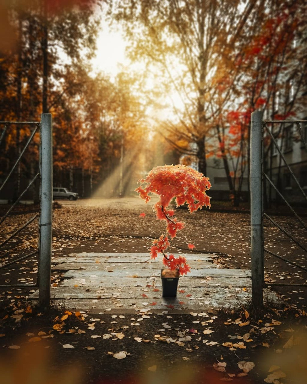 Фото дня в Сыктывкаре: сказочное дерево в теплых лучах осеннего солнца