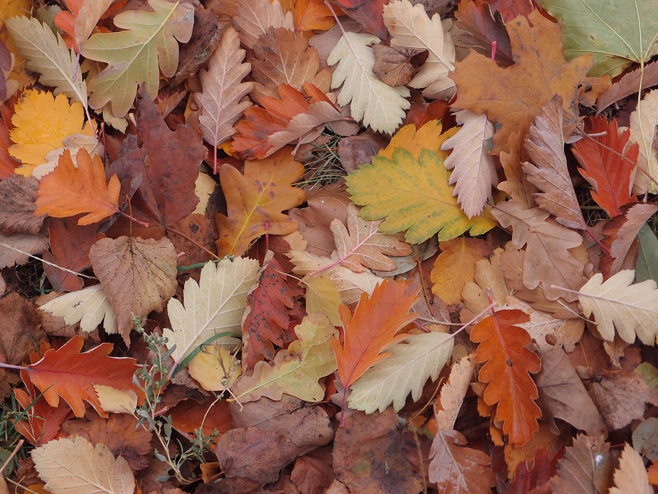 Погода в Сыктывкаре 18 сентября: небольшие дожди и осенние холода