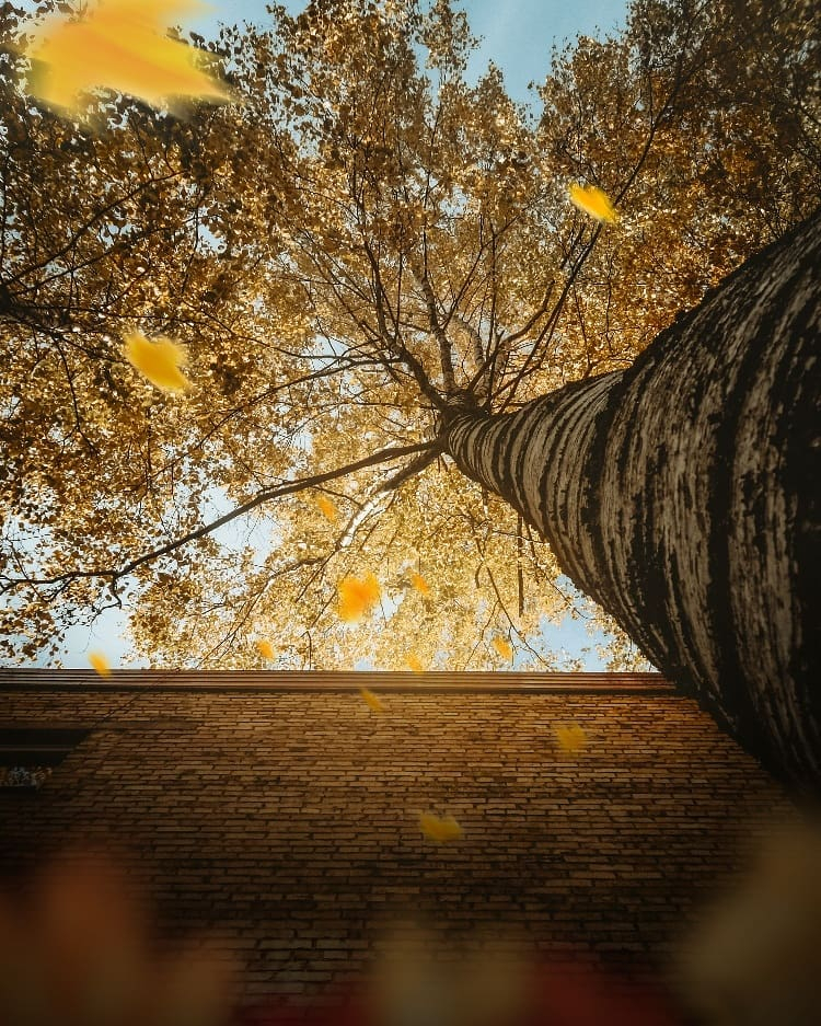Фото дня в Сыктывкаре: неповторимая красота осеннего листопада
